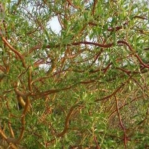 How to Grow and Care for Chinese Willow
