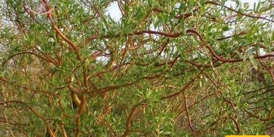 How to Grow and Care for Chinese Willow