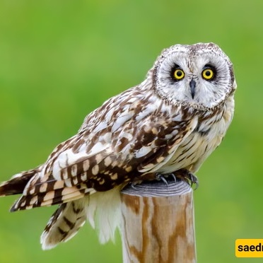 The Bird That Hunts at Night