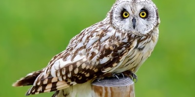 The Bird That Hunts at Night