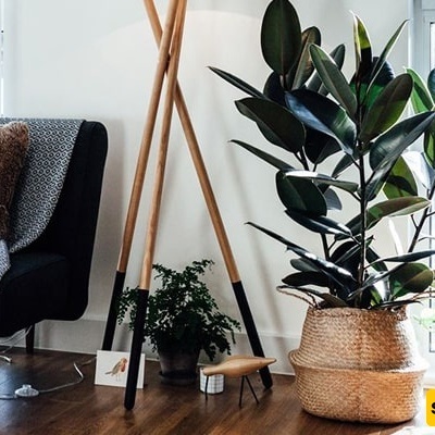 How to Care for and Maintain Ficus Black | Ficus Elastica, Plus Growth Tips — Keep Your Plants Lush and Vibrant! [With Photos]