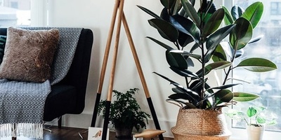 How to Care for and Maintain Ficus Black | Ficus Elastica, Plus Growth Tips — Keep Your Plants Lush and Vibrant! [With Photos]