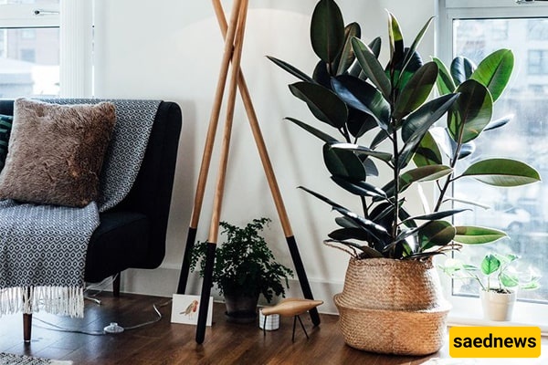 How to Care for and Maintain Ficus Black | Ficus Elastica, Plus Growth Tips — Keep Your Plants Lush and Vibrant! [With Photos]