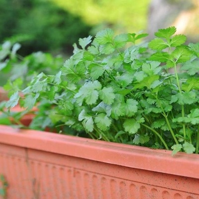 How to Grow Coriander in a Pot + Care Tips