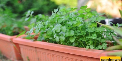 How to Grow Coriander in a Pot + Care Tips