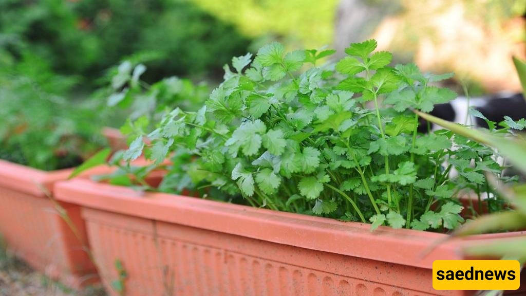 How to Grow Coriander in a Pot + Care Tips