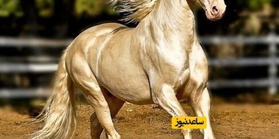 A Country Where Horses Outnumber People! (+Photos)