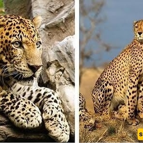 What Is the Difference Between a Cheetah and a Leopard? Key Features and Distinctions