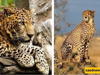 What Is the Difference Between a Cheetah and a Leopard? Key Features and Distinctions
