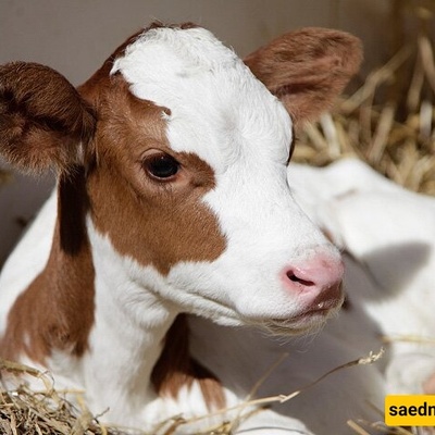 Two-Headed Calf Born in Indonesia Draws Crowds to Watch