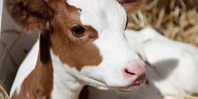 Two-Headed Calf Born in Indonesia Draws Crowds to Watch