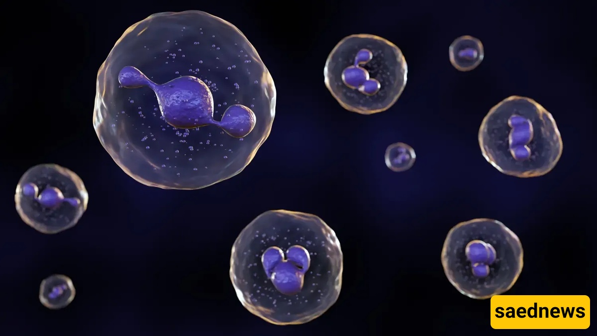 immune cells 