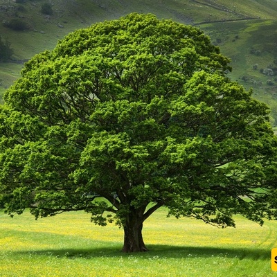 How Do Scientists Determine the Age of a Tree?