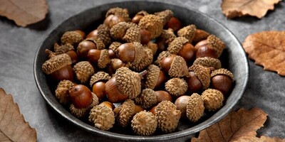 What Are the Benefits of Consuming Acorns?