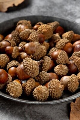What Are the Benefits of Consuming Acorns?