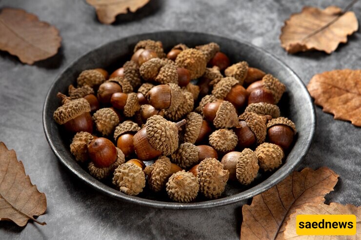 What Are the Benefits of Consuming Acorns?