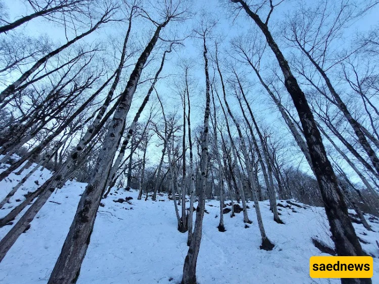 Masal in Winter
