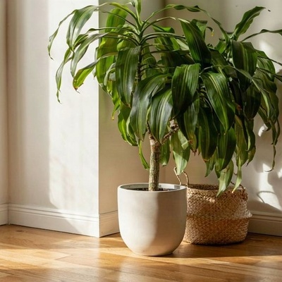 Banana Plant or Ficus Amstel: Care Requirements, Light, Watering, and Soil