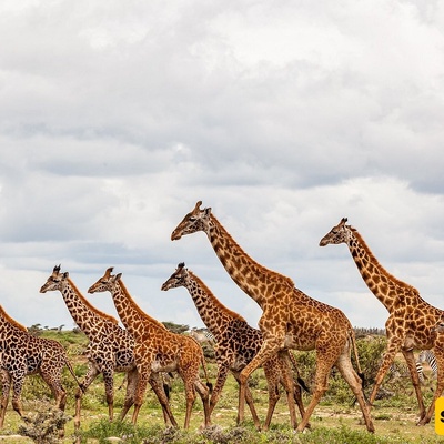 Watch: A Majestic Herd Of More Than 50 Giraffes Crossing The Plains Of Kenya