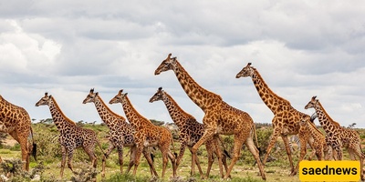 Watch: A Majestic Herd Of More Than 50 Giraffes Crossing The Plains Of Kenya