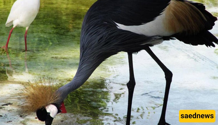 Kish Bird Park