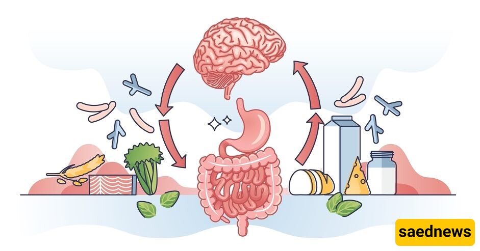 gut bain connection