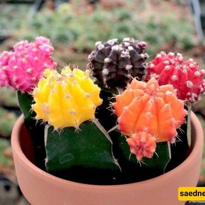 Growing and Caring for Colorful Cacti: A Complete Guide