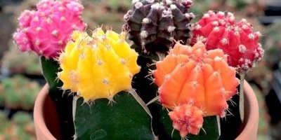 Growing and Caring for Colorful Cacti: A Complete Guide