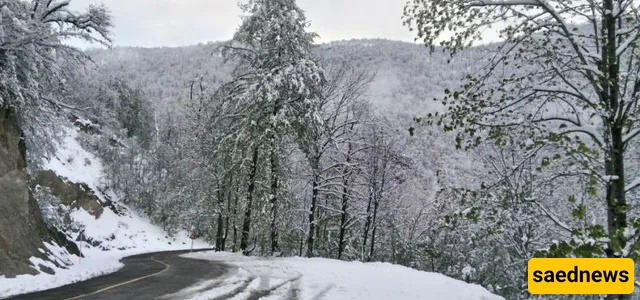 dalekhani forest