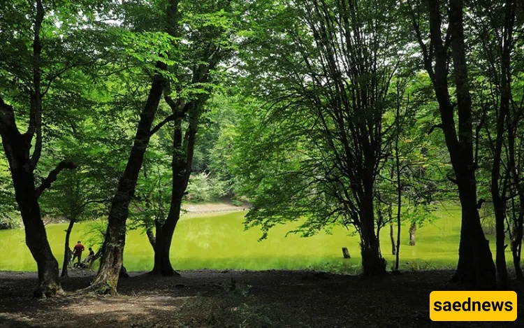 Hesel Marsh