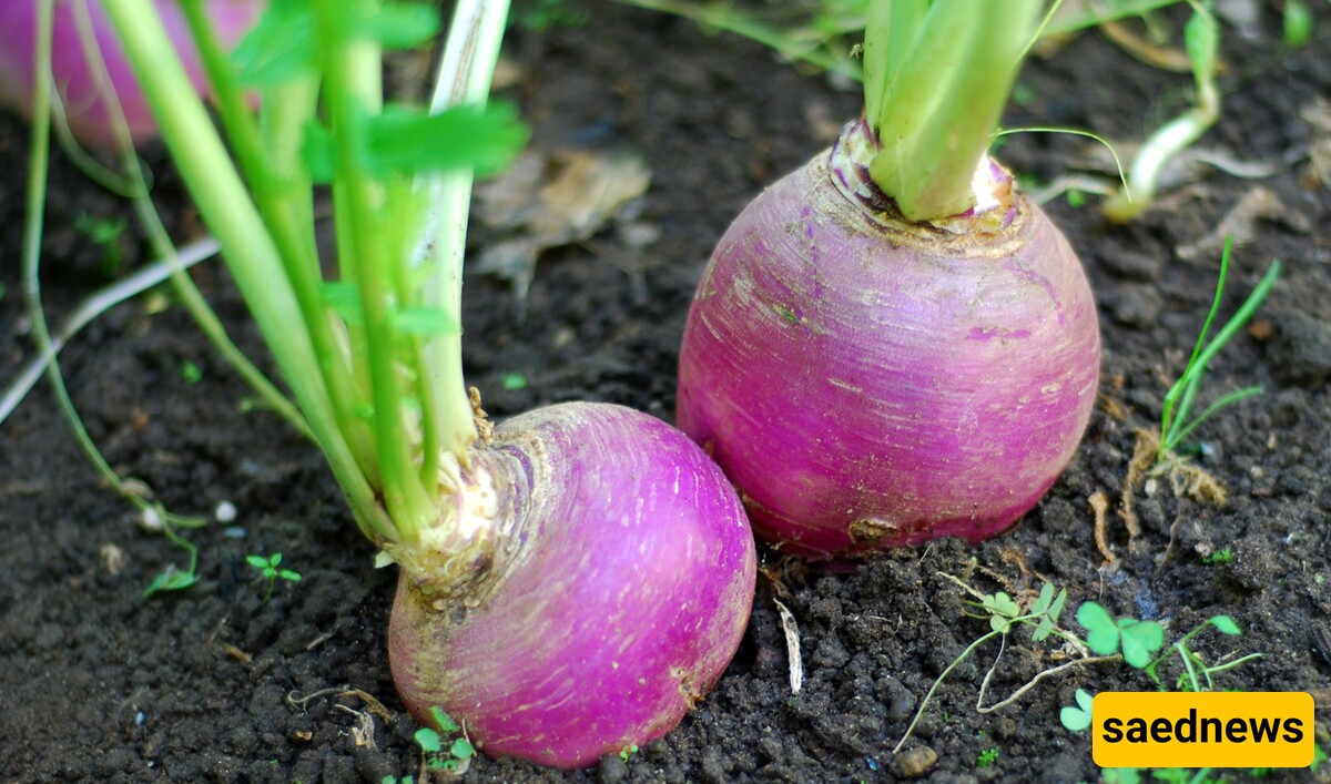 Turnip