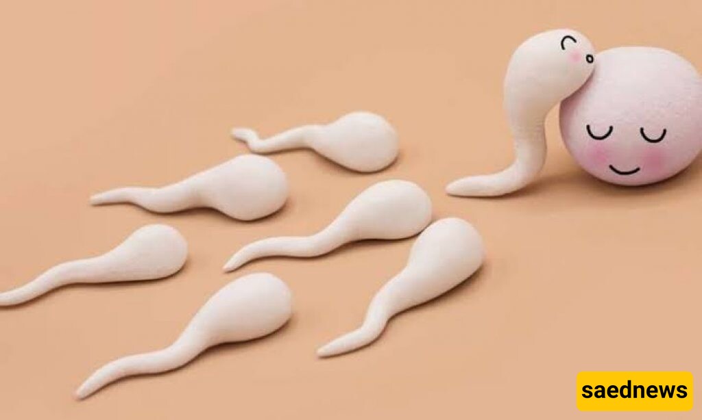 Can a Hand Contaminated with Sperm Cause Pregnancy? / A Scientific and Evidence-Based Review