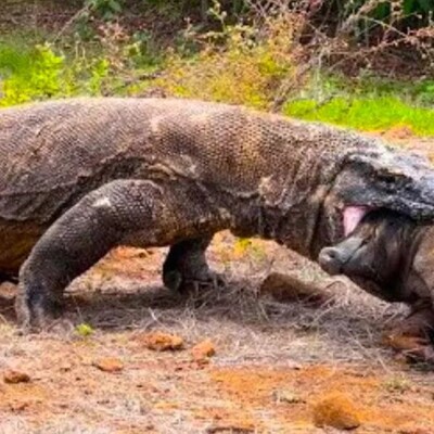 Video; Wildlife Documentary / The Horrifying Butchery and Cannibalism of a Wild Boar by a Komodo Dragon