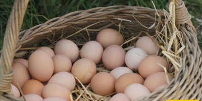 How To Identify Fresh Eggs Without Breaking Them
