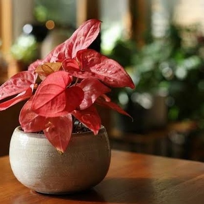 Complete Guide to Caring for Pink Syngonium