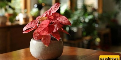 Complete Guide to Caring for Pink Syngonium