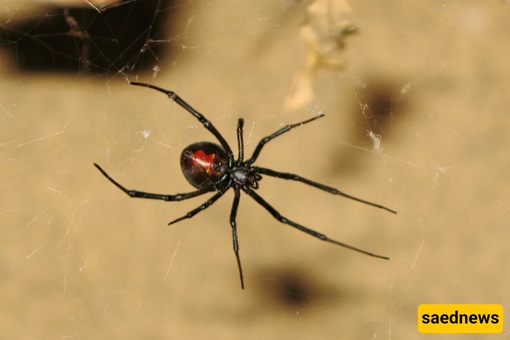Male redback spiders