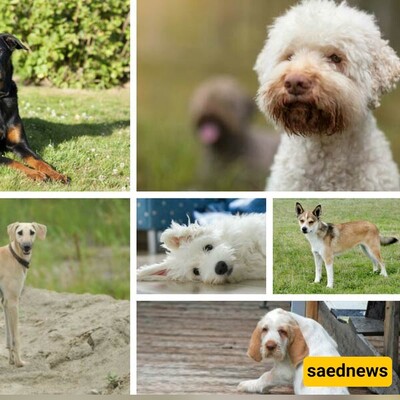 Celebrate National Dog Day: 10 Unique Dog Breeds You’ve Probably Never Heard Of