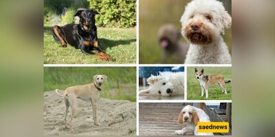 Celebrate National Dog Day: 10 Unique Dog Breeds You’ve Probably Never Heard Of