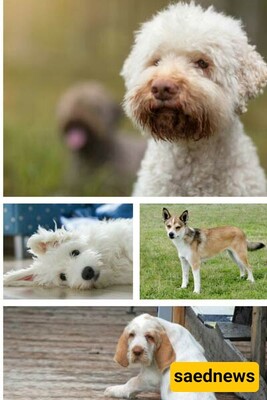 Celebrate National Dog Day: 10 Unique Dog Breeds You’ve Probably Never Heard Of