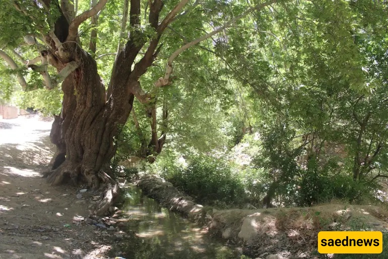 Shiraz Nature
