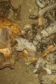A Man’s Leg Stuck Out of a Neighbor’s Grave + Photo
