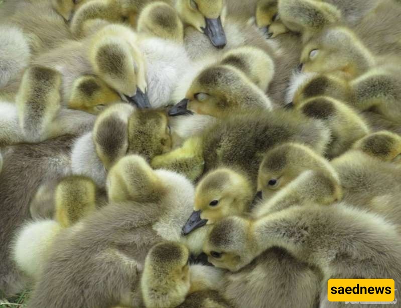 Goose 
