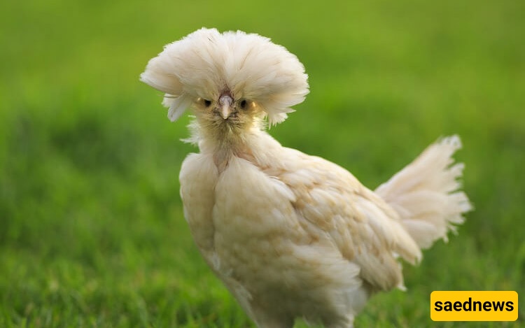 Polish chickens