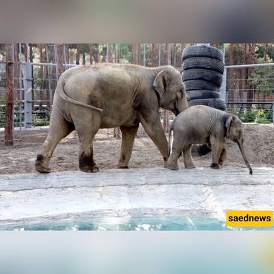 Inside Eram Zoo, Tehran: Tigers, a Lakeside Amusement Park and Weekend Nostalgia
