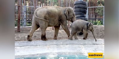 Inside Eram Zoo, Tehran: Tigers, a Lakeside Amusement Park and Weekend Nostalgia