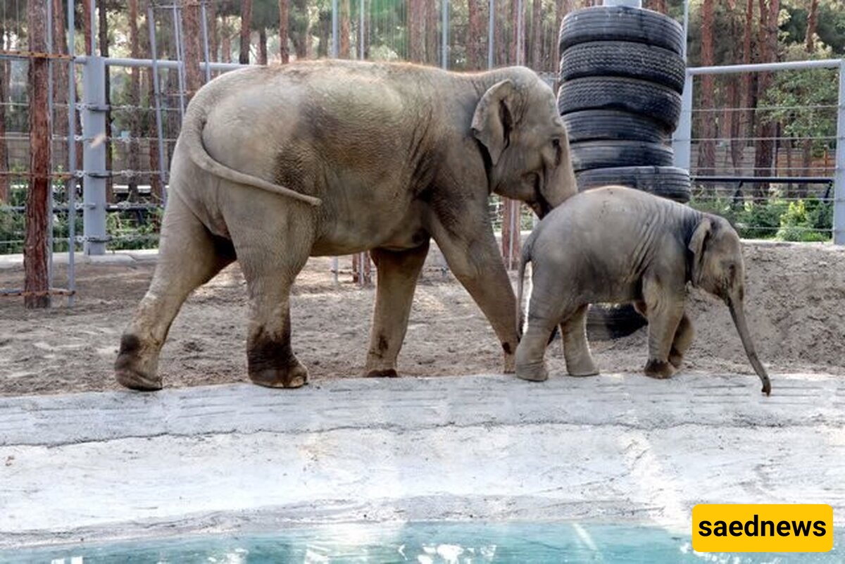 Inside Eram Zoo, Tehran: Tigers, a Lakeside Amusement Park and Weekend Nostalgia