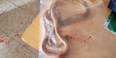 Unveiling the World’s Strangest School Where They ‘Enchant’ Snakes + Photos