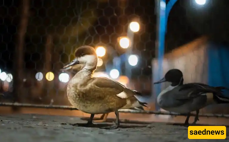  Mashhad Bird Garden