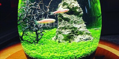 How to grow Nowruz grass in a fish tank / This time, have the most unique Haft-Seen table and try this grass.